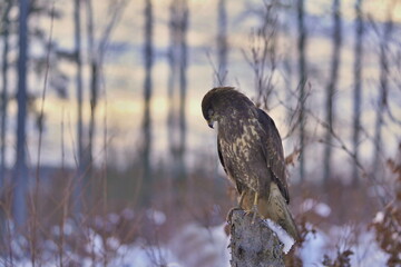 Winter scene with a common buzzard. Buzzard sitting on the branch. Buteo buteo.