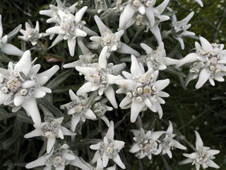edelweiss alpine star flower in dolomites