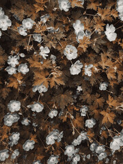 Blooming Beautiful Flowers in Summer 