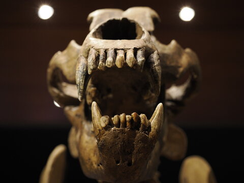 prehistoric bear skeleton ursus ladinicus found in dolomites mountains