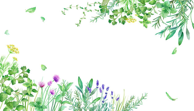 新緑のハーブガーデンのフレーム装飾。水彩イラスト。（透過背景）