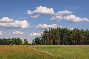 Meadows and forest in Wegrow County, Mazowsze region of Poland