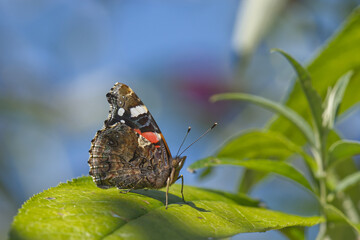 Admiral Seitenansicht_DSC1939