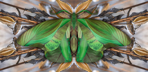 Green insect with abstract wings on a reflected natural background.