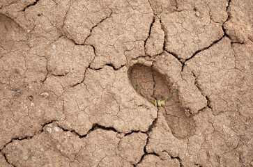 a footprint on the cracked dry earth ground

