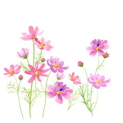 コスモスの花の水彩イラスト。（透過背景）