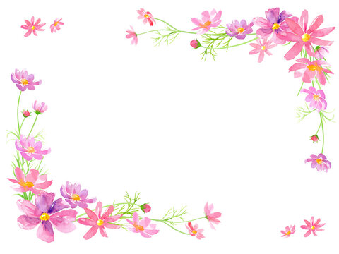 コスモスの花の水彩イラストで装飾した背景。メッセージカード。（透過背景） © Keiko Takamatsu