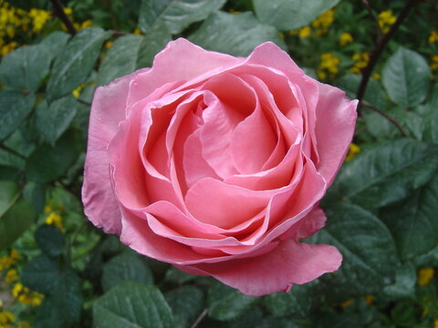 Blooming pink rose, scientific name Rosa Queen Elizabeth, in an Afghan garden in spring. Flower is member of Grandiflora Roses plant family. Location: Herat, Afghanistan
