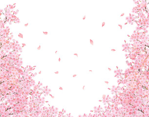 Fototapeta na wymiar 美しく華やかな満開の薄いピンク色の桜の花と花びら舞い散る春の白バックフレームベクター素材イラスト