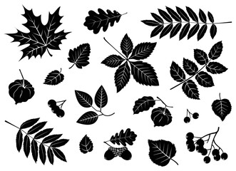 Vector set of leaves, berries, acorns, physalis