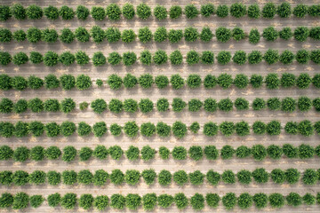 Aerial view of citrus orchard. Top view of lemon trees cultivating. - 524421168