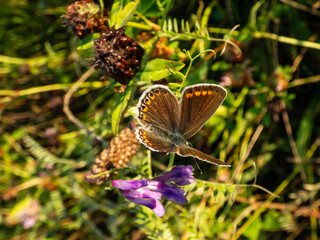 Close-up of the adult common blue butterfly or European common blue (Polyommatus icarus) with visible underside of wings on a grass stem in golden light