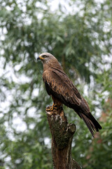 black kite