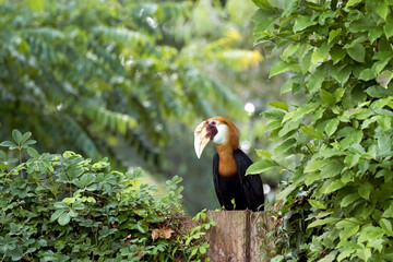 Narcondam hornbill © fotografie4you.eu