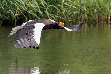 Steller's sea eagle flying over the water