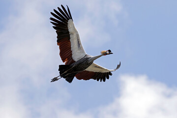 grey crowned crane flying