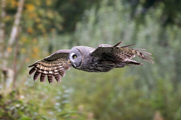 great gray owl flying