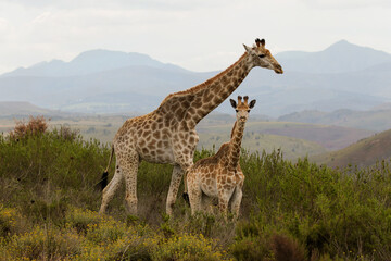 giraffe baby with mom, South Africa