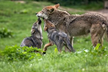 gray wolf with pups
