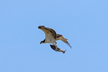 osprey in aruba, just caught a fish