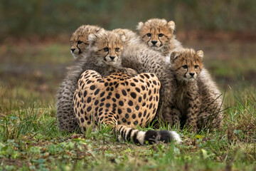 cheetah baby on there mothers back