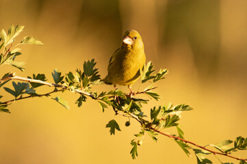 European greenfinch male in a Mediterranean forest with the first light of day on a branch