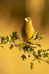 European greenfinch male in a Mediterranean forest with the first light of day on a branch