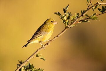 European greenfinch male in a Mediterranean forest with the first light of day on a branch