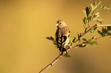 Young European goldfinch on a branch in a Mediterranean forest with the first light of the day