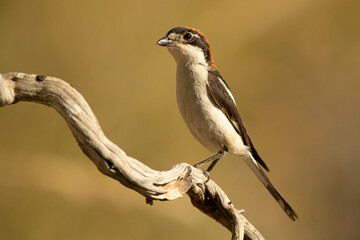 Adult female Woodchat shrike on a branch in a Mediterranean forest with the first light of the day