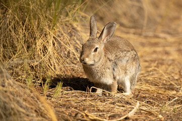 Rabbit in a Mediterranean meadow with the last light of the evening