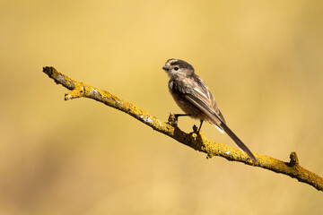 Long-tailed tit in a Mediterranean forest with the first light of the day on a branch