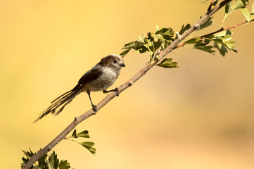 Obraz premium Long-tailed tit in a Mediterranean forest with the first light of the day on a branch