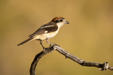 Adult female Woodchat shrike on a branch in a Mediterranean forest with the first light of the day