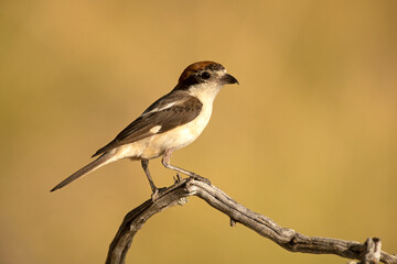 Adult female Woodchat shrike on a branch in a Mediterranean forest with the first light of the day