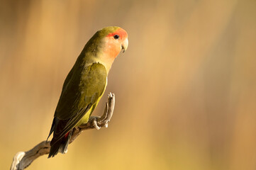 Rosy-faced lovebird on a natural perch near a water point in early morning light
