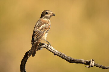 Young Woodchat shrike chick in a Mediterranean forest with the first light of the day on a branch