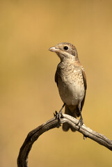 Young Woodchat shrike chick in a Mediterranean forest with the first light of the day on a branch