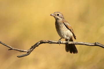 Young Woodchat shrike chick in a Mediterranean forest with the first light of the day on a branch