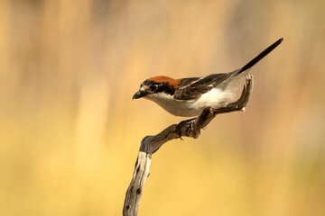 Woodchat shrike male in his breeding territory within a Mediterranean forest with the first light of the morning
