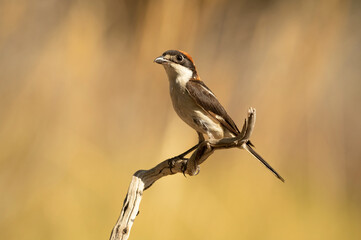 Woodchat shrike male in his breeding territory within a Mediterranean forest with the first light of the morning