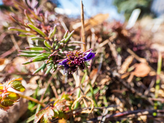 Extreme macro of purpple and blue flower bud of the Armenian speedwell (Veronica armena) starting to bloom in the garden in early spring with blurred background