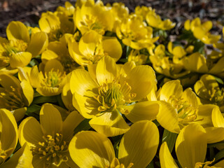 Fototapeta premium Macro shot of open blooms of very early yellow spring flowers - cultivar of Winter aconite (Eranthis tubergenii) 'Guinea Gold' in sunlight