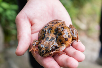 Rana temporaria; Common Frog