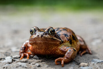 Rana temporaria; Common Frog