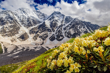 Alpine meadow landscape in summer. Rhododendron flowers in mountains. Elbrus mountain region. Spring flowers blossoms in the mountains. Alpine climbing and hiking. Sunrise in the mountains.