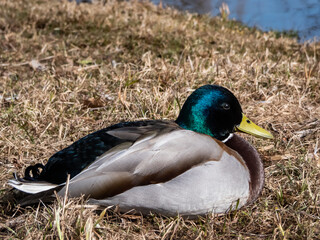 Close-up of adult, breeding male mallard or wild duck (Anas platyrhynchos) with a glossy bottle-green head and a white collar. Portrait of bird head and eye in sunlight