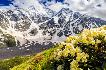 Alpine meadow landscape in summer. Rhododendron flowers in mountains. Elbrus mountain region....