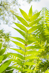 green leaves background