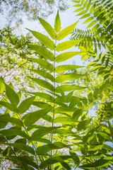 green leaves background